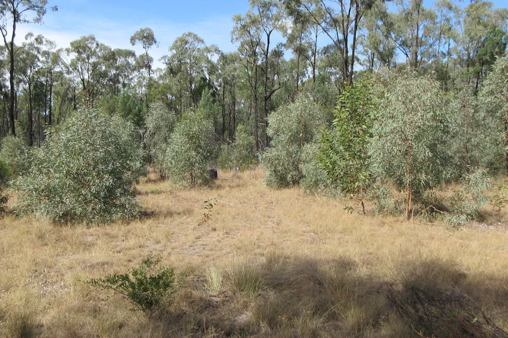 Tara, QLD, 4421 - Image 4