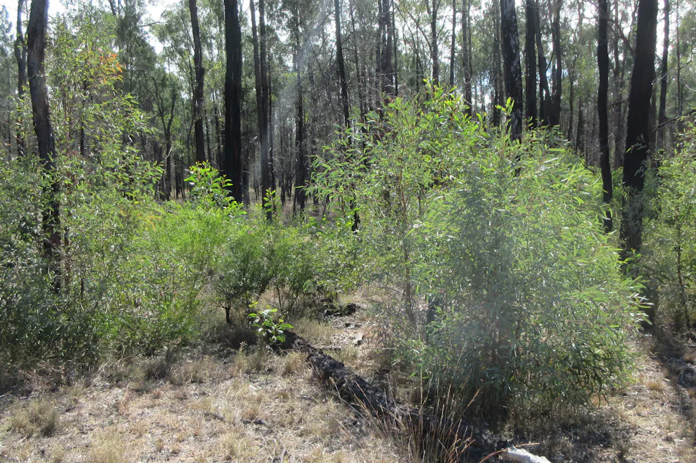 Tara, QLD, 4421 - Image 6