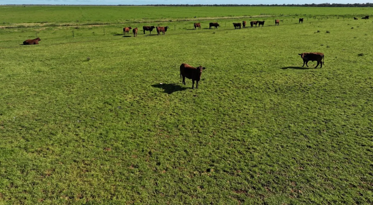 'Whittier Park' 2924 Barham Road, Deniliquin, NSW, 2710 - Image 8