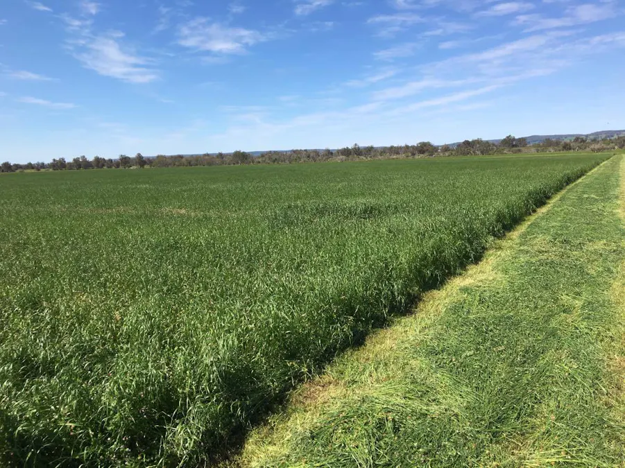 Lot 4195 Jackson Road, Cookernup, WA, 6219 - Image 7