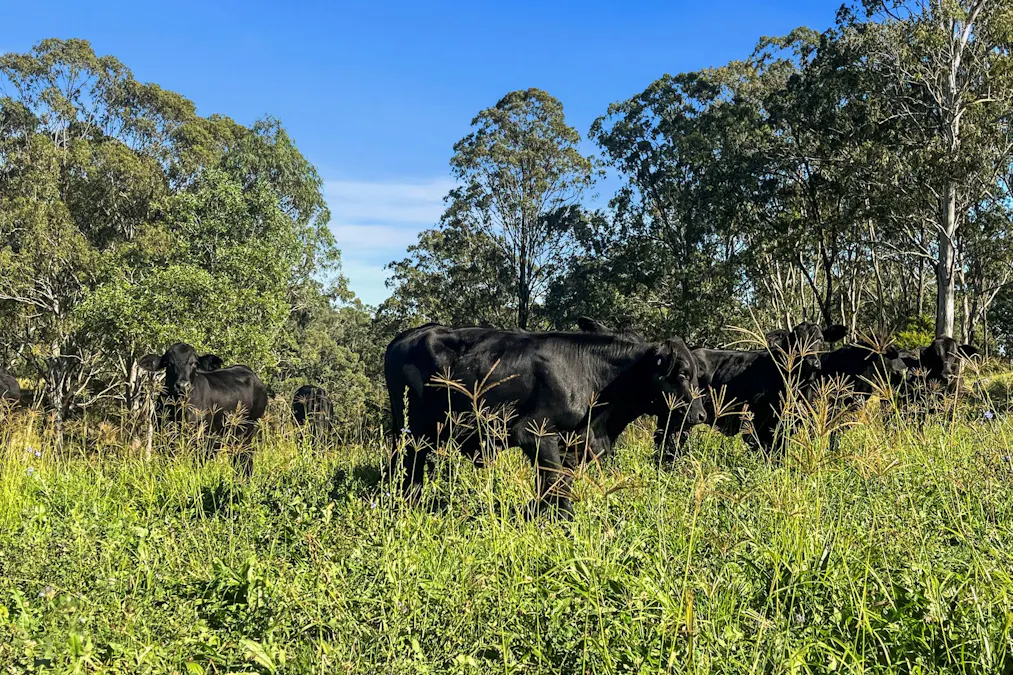 1322 Nukku Mt-Binga Road, Mount Binga, QLD, 4314 - Image 5