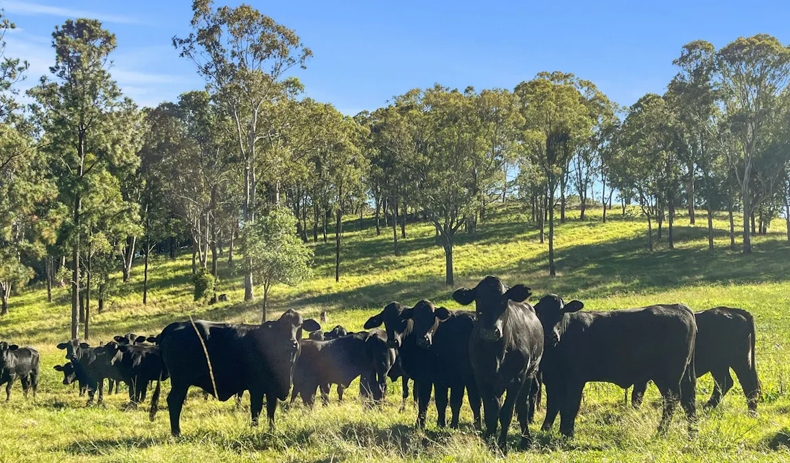 1322 Nukku Mt-Binga Road, Mount Binga, QLD, 4314 - Image 3