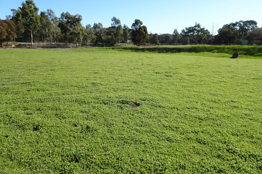 Lot 677 Havelock Street, Narrogin, WA, 6312 - Image 6