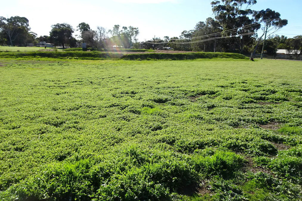 Lot 677 Havelock Street, Narrogin, WA, 6312 - Image 19