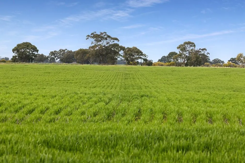 'Sevilo Grove' 934 Ham Road, Moama, NSW, 2731 - Image 6