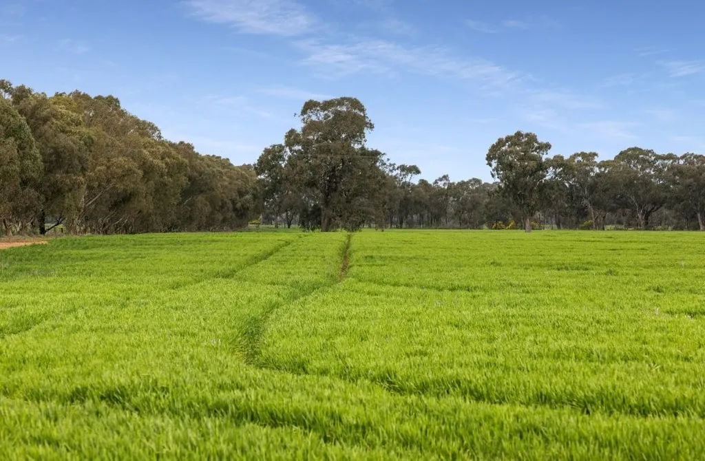 'Sevilo Grove' 934 Ham Road, Moama, NSW, 2731 - Image 10