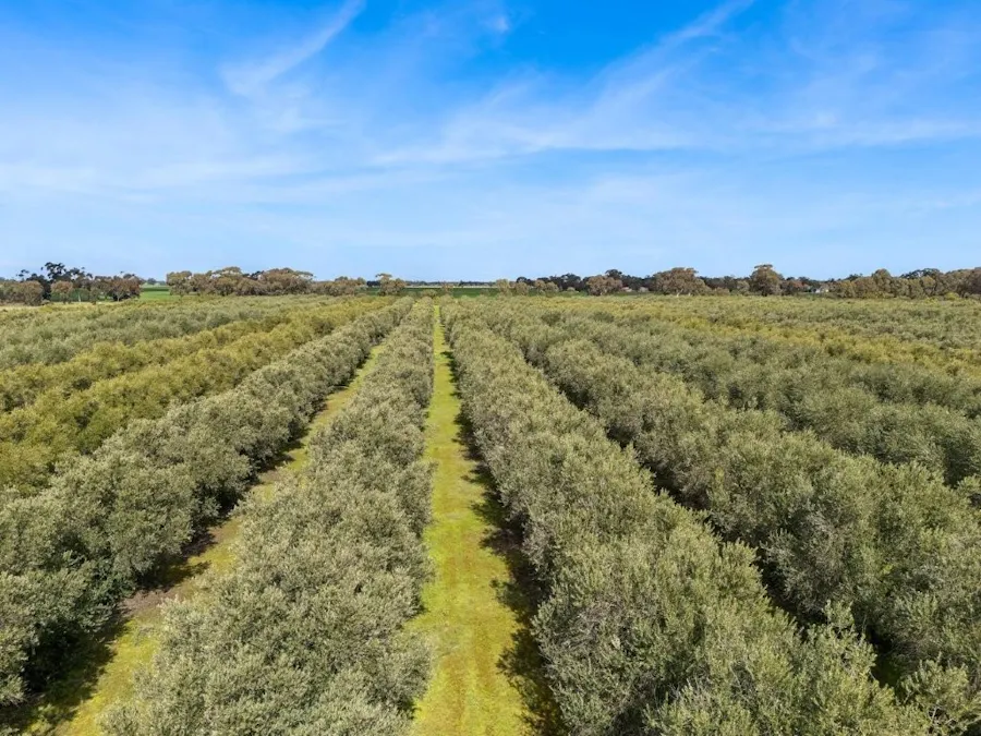'Sevilo Grove' 934 Ham Road, Moama, NSW, 2731 - Image 28