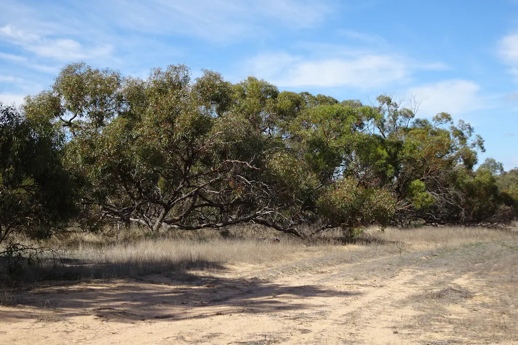 Portion of Launer Road, Eganu, WA, 6515 - Image 4