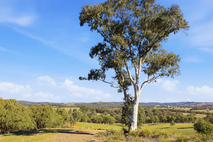Lot 1/872 Dicks Creek Road, Murrumbateman, NSW, 2582