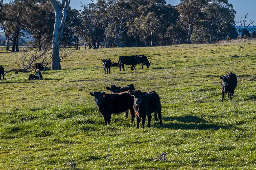 51 Normanhurst Lane, Boorowa, NSW, 2586 - Image 34