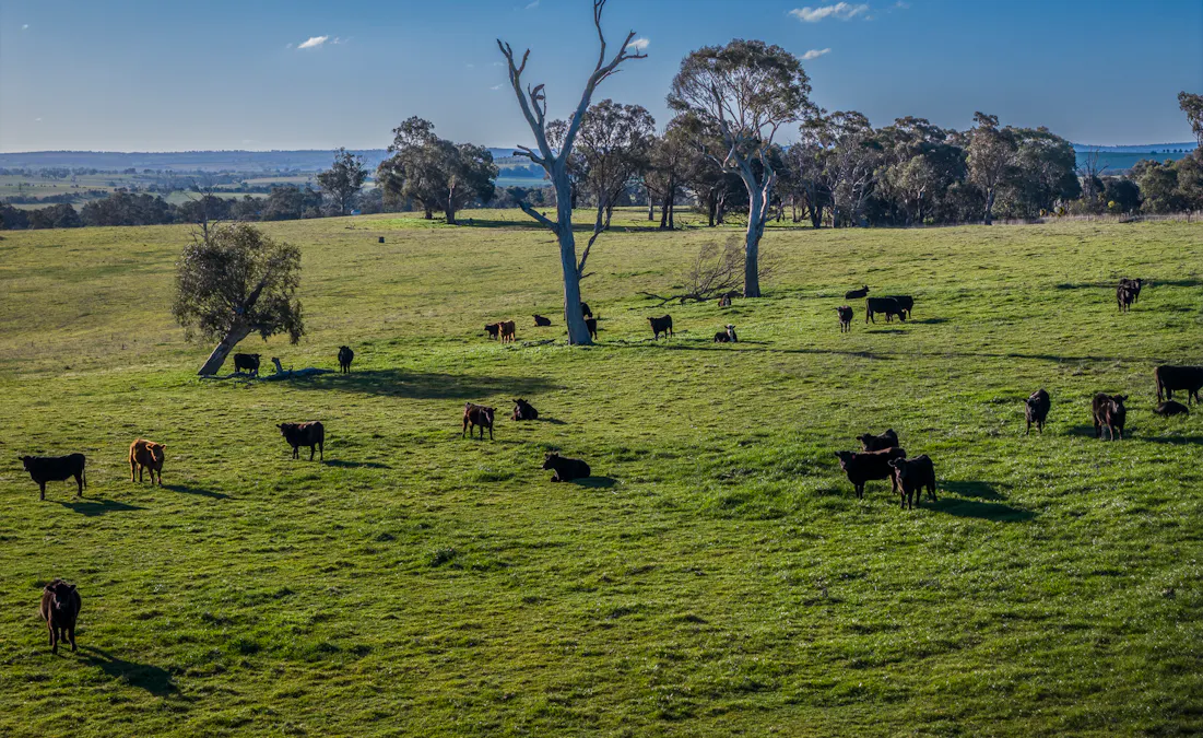 51 Normanhurst Lane, Boorowa, NSW, 2586 - Image 28