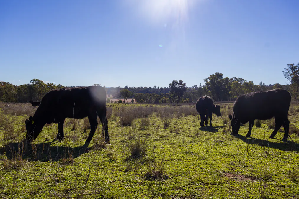 4436 Warrumbungles Way, Binnaway, NSW, 2395 - Image 26