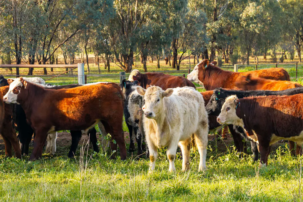 1484 Centre Road, Moama, NSW, 2731 - Image 19