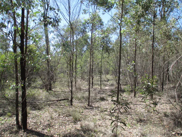 Lot 140 Lucky Road, Tara, QLD, 4421 - Image 3