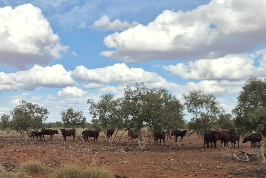 Port Hedland-Marble Bar Road, Port Hedland, WA, 6721 - Image 10