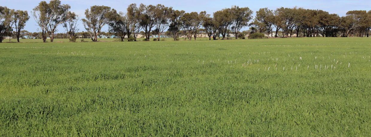 1742 Arthur Road, Moonyoonooka, WA, 6532 - Image 18