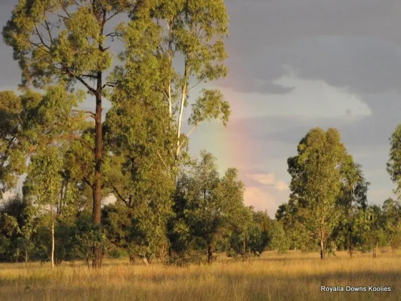 Tara, QLD, 4421 - Image 4