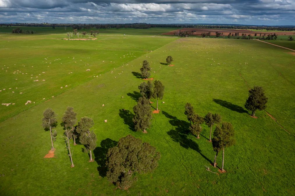 3166 Back Trundle Road, Cooks Myalls, NSW, 2870 - Image 3