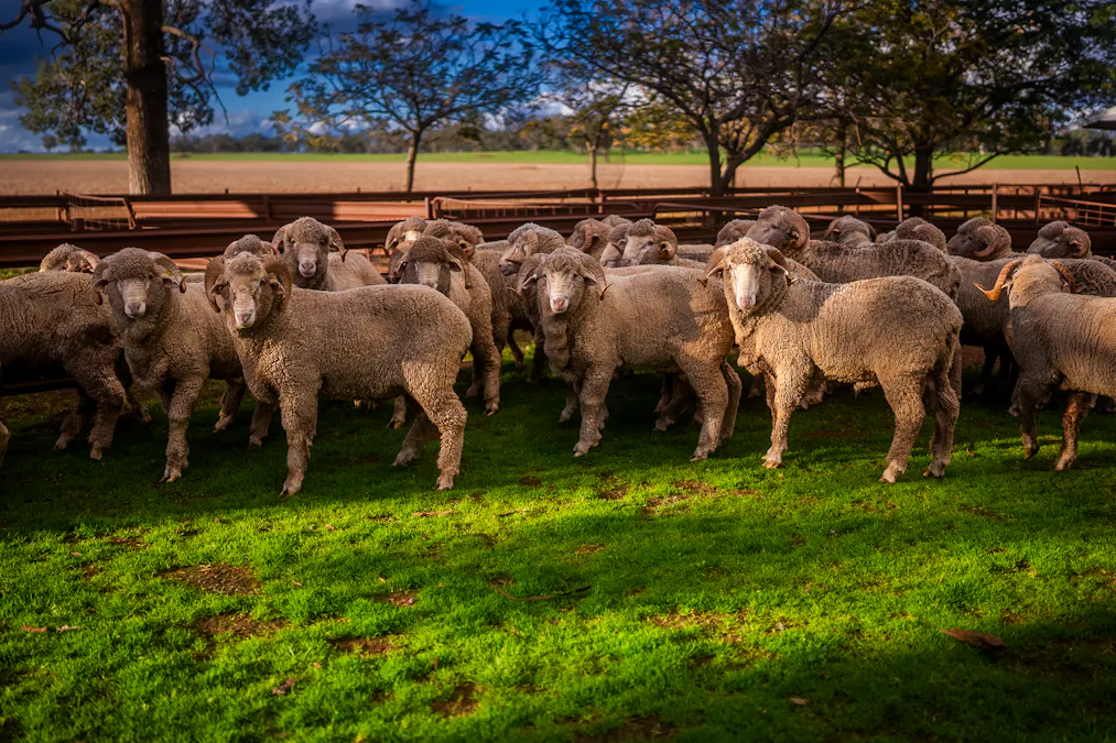 3166 Back Trundle Road, Cooks Myalls, NSW, 2870 - Image 2