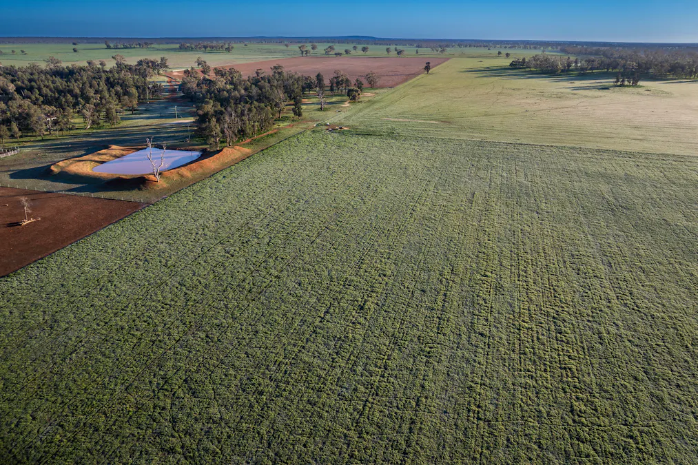 3166 Back Trundle Road, Cooks Myalls, NSW, 2870 - Image 25