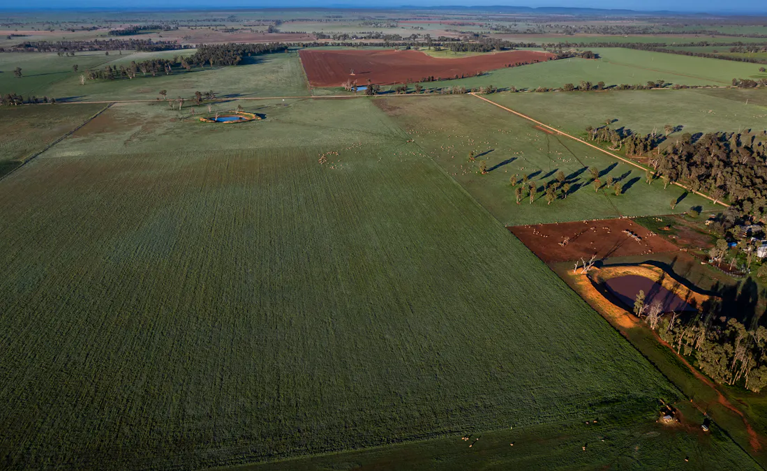 3166 Back Trundle Road, Cooks Myalls, NSW, 2870 - Image 1