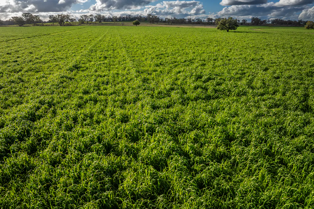 3166 Back Trundle Road, Cooks Myalls, NSW, 2870 - Image 22