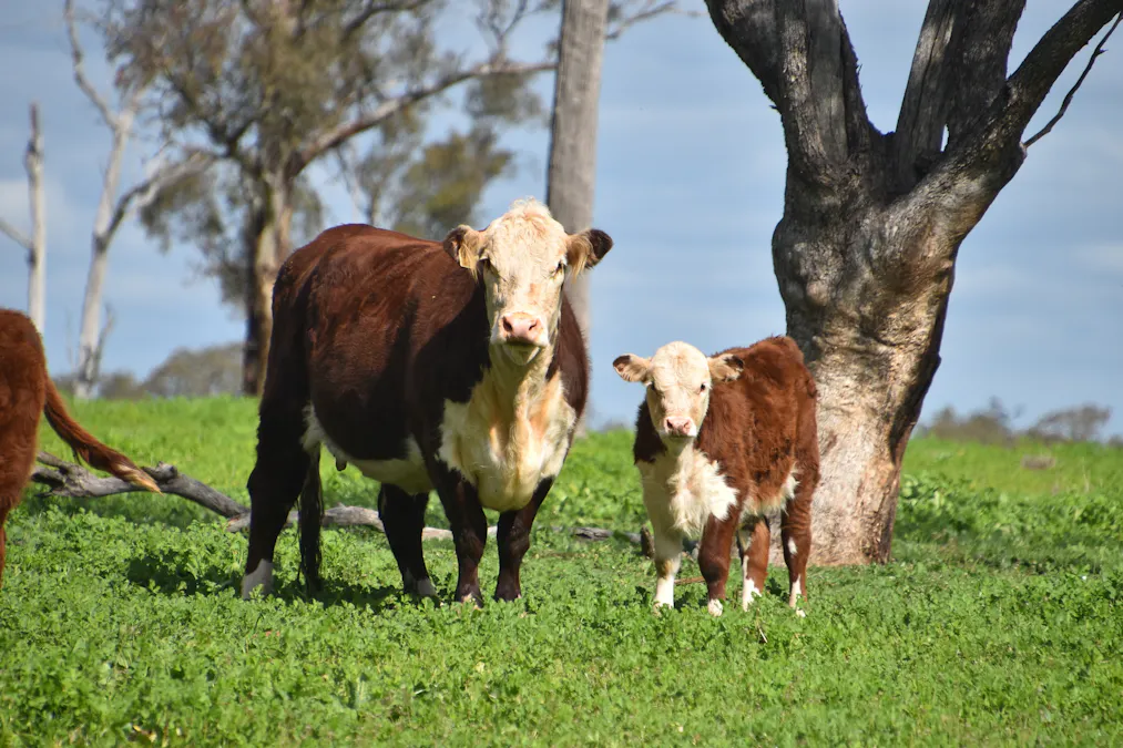 3166 Back Trundle Road, Cooks Myalls, NSW, 2870 - Image 15
