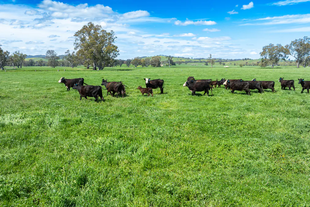 3083-3175 Riverina Highway, Albury, NSW, 2640 - Image 8