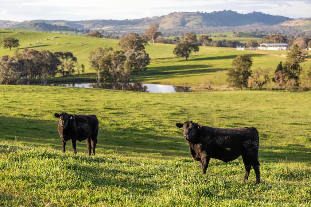 7740 Hume Highway, Kyeamba, NSW, 2650 - Image 4