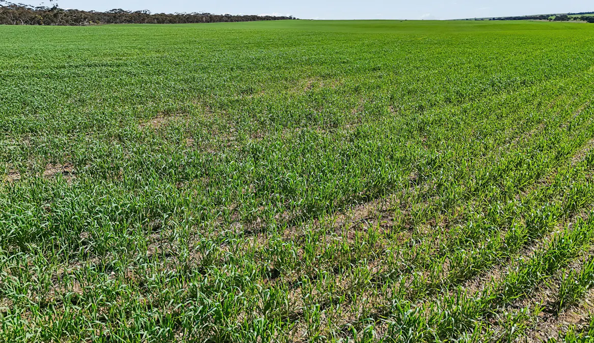 395 Blacket Road, Wynarka, SA, 5306 - Image 7