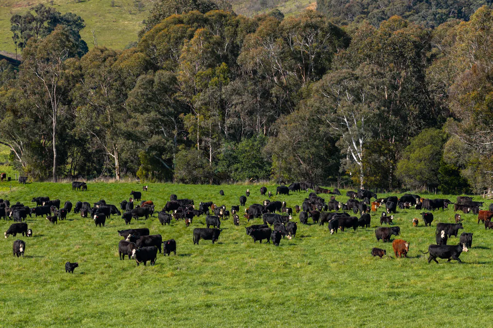 31 Greenham Road, Tallangatta Valley, VIC, 3701 - Image 2
