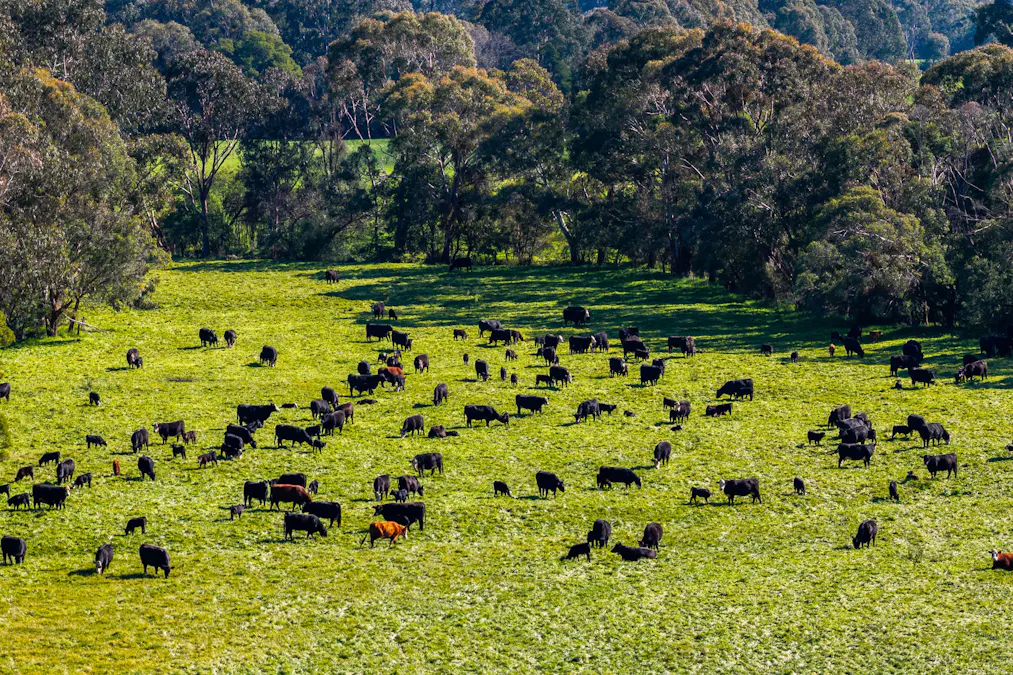 31 Greenham Road, Tallangatta Valley, VIC, 3701 - Image 21