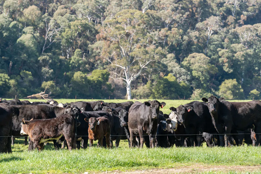 31 Greenham Road, Tallangatta Valley, VIC, 3701 - Image 24