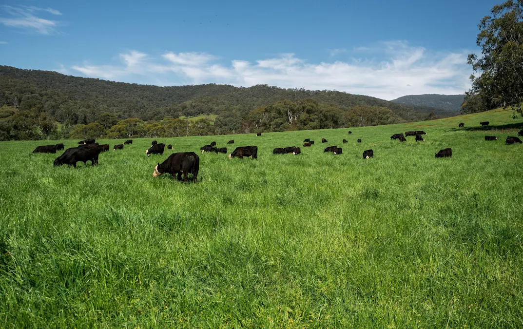 31 Greenham Road, Tallangatta Valley, VIC, 3701 - Image 19