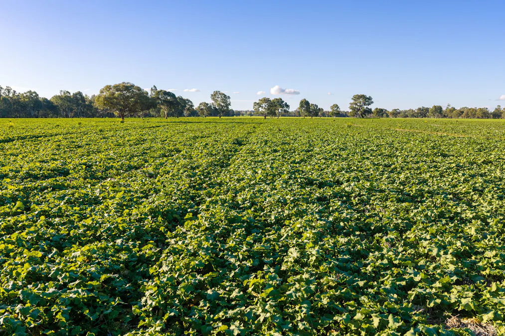Henty-Walla Road, Culcairn, NSW, 2660 - Image 10