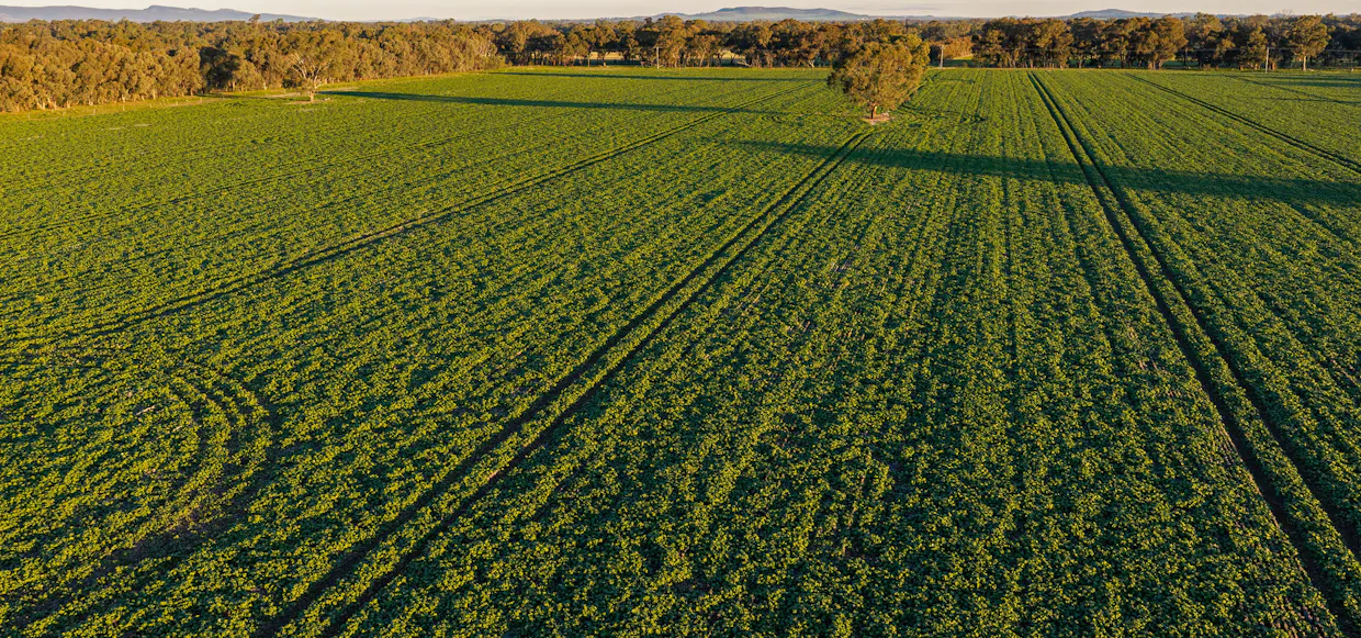 Henty-Walla Road, Culcairn, NSW, 2660 - Image 4