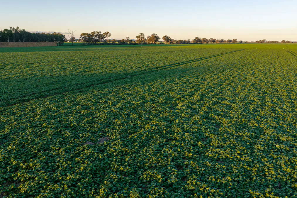 Henty-Walla Road, Culcairn, NSW, 2660 - Image 9