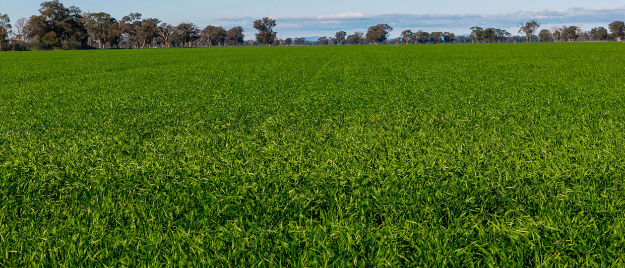 Henty-Walla Road, Culcairn, NSW, 2660 - Image 2