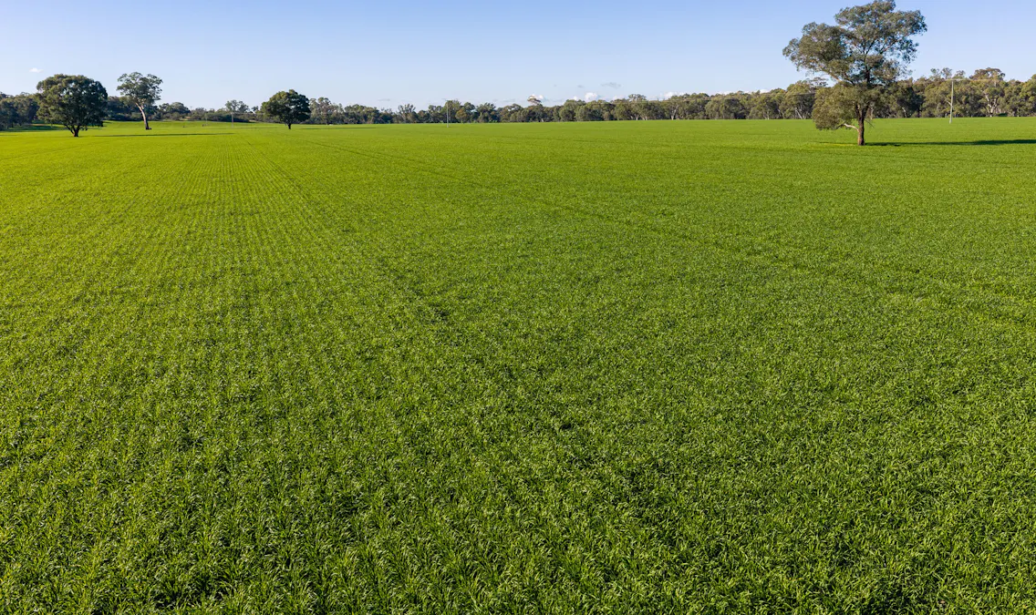 Henty-Walla Road, Culcairn, NSW, 2660 - Image 13