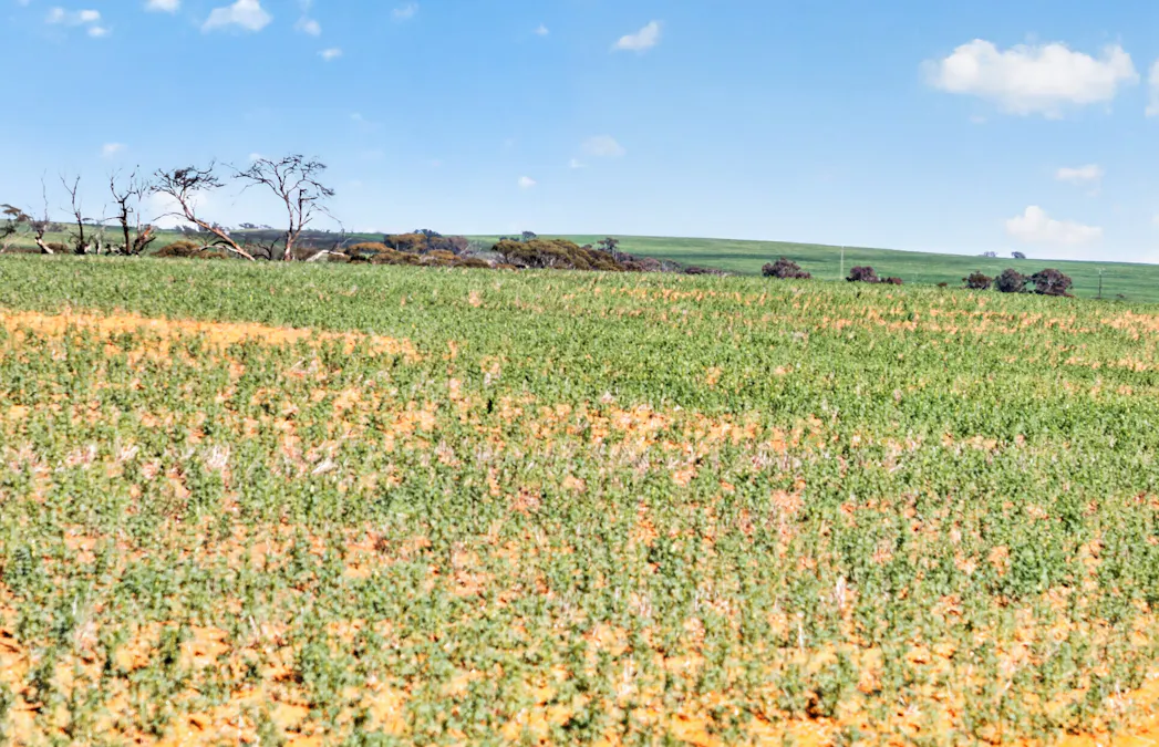 725 Nunkeri Road, Karoonda, SA, 5307 - Image 20