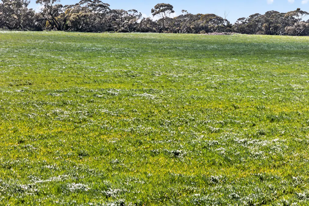 725 Nunkeri Road, Karoonda, SA, 5307 - Image 29