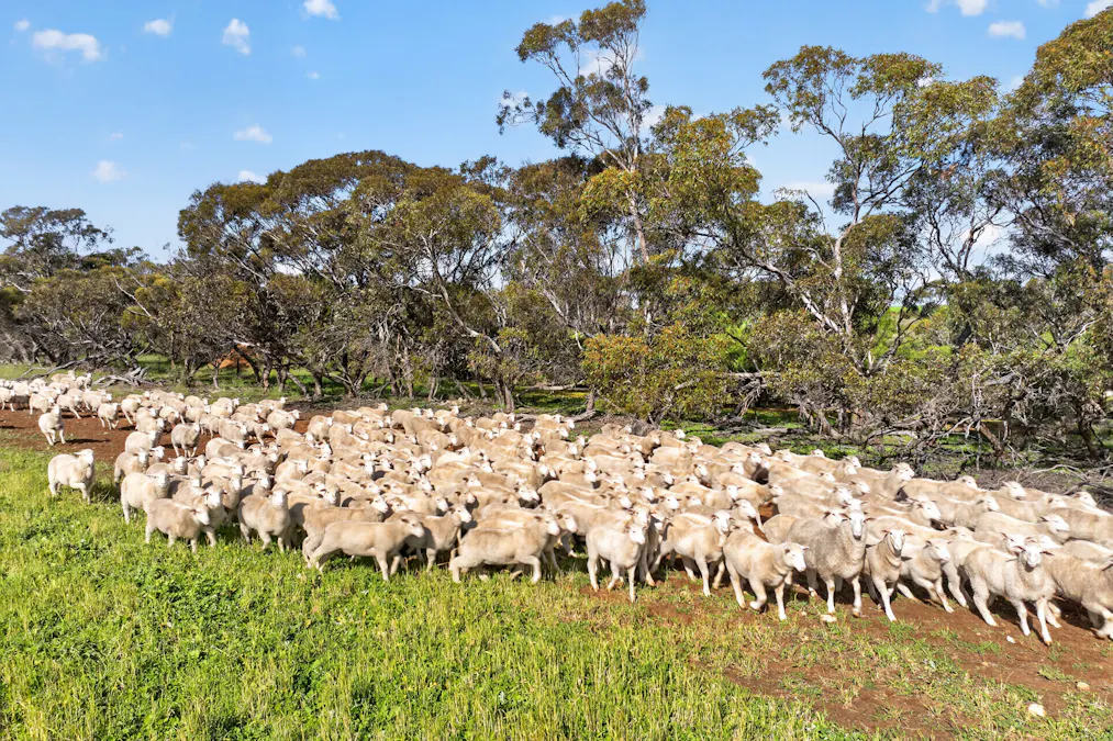725 Nunkeri Road, Karoonda, SA, 5307 - Image 33