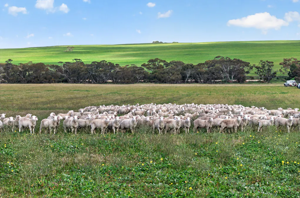 725 Nunkeri Road, Karoonda, SA, 5307 - Image 34