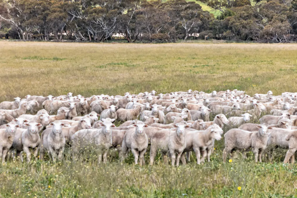 725 Nunkeri Road, Karoonda, SA, 5307 - Image 35
