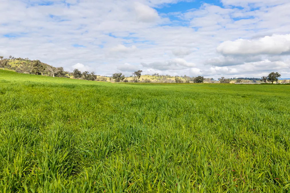 1315 Bungowannah Road, Bungowannah, NSW, 2640 - Image 22
