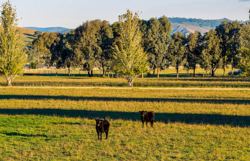 1315 Bungowannah Road, Bungowannah, NSW, 2640 - Image 23