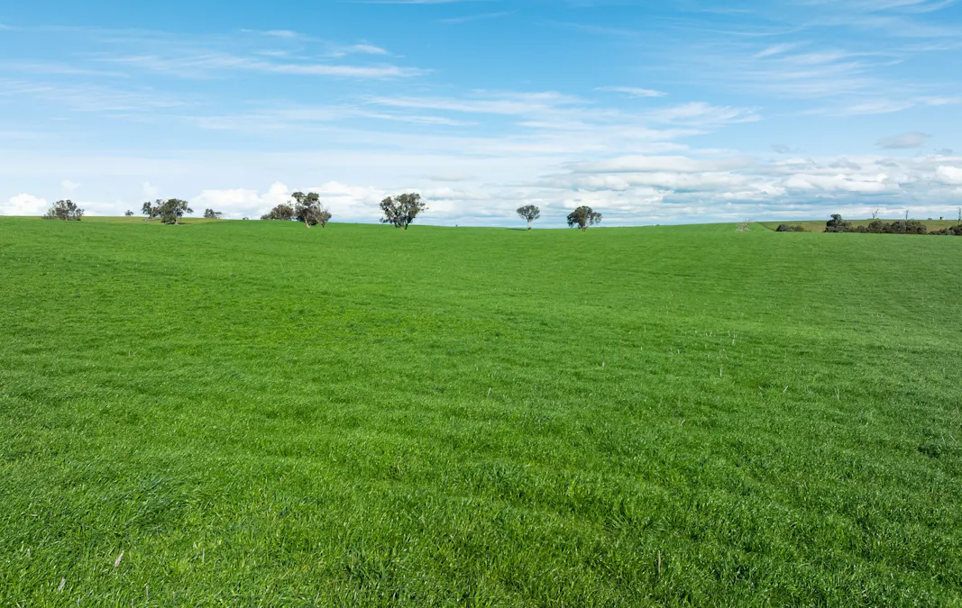 1067 Pulletop Road, Cookardinia, NSW, 2650 - Image 29