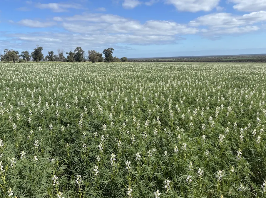 558 Skipper Road, Arrowsmith East, WA, 6519 - Image 2