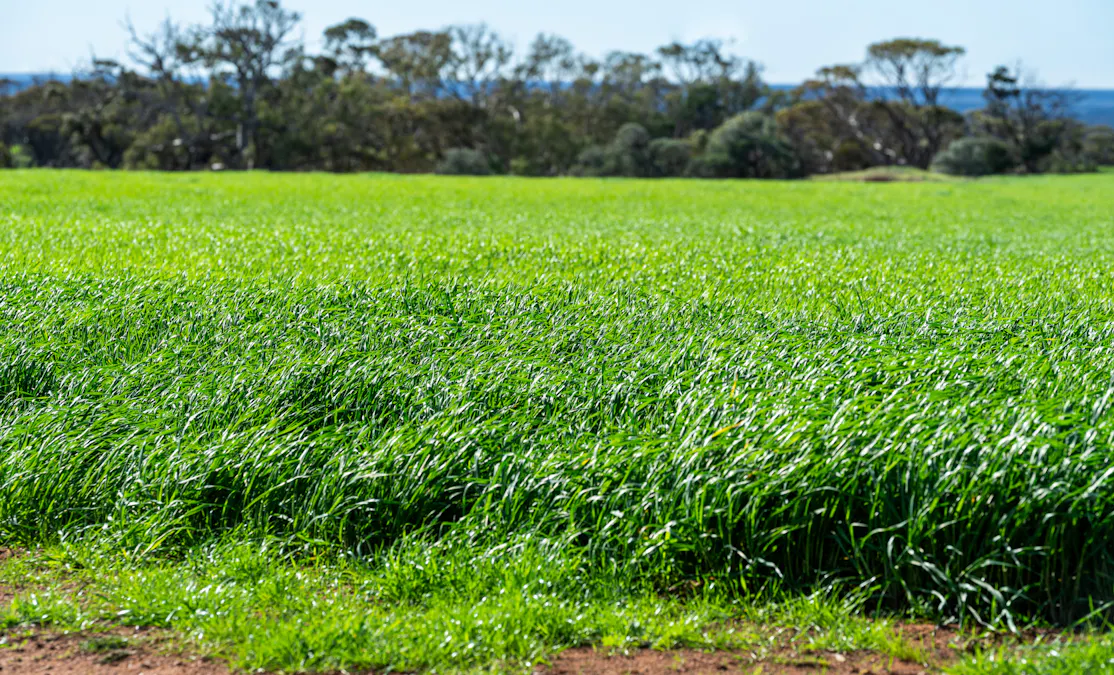 Forest Lane & Pumpas Hills , Sedan, SA, 5353 - Image 21