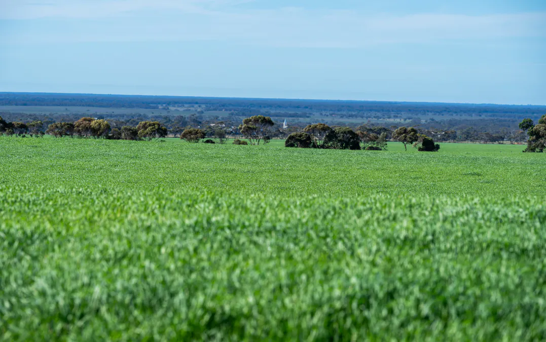 Forest Lane & Pumpas Hills , Sedan, SA, 5353 - Image 19